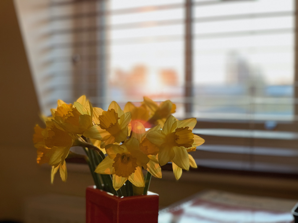 Some daffodils by my window