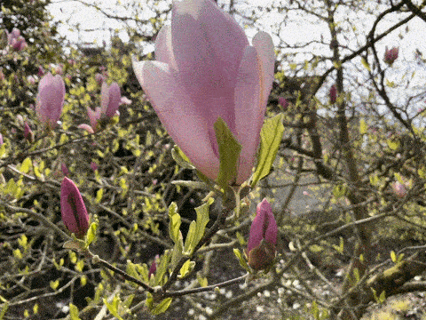 A magnolia flower