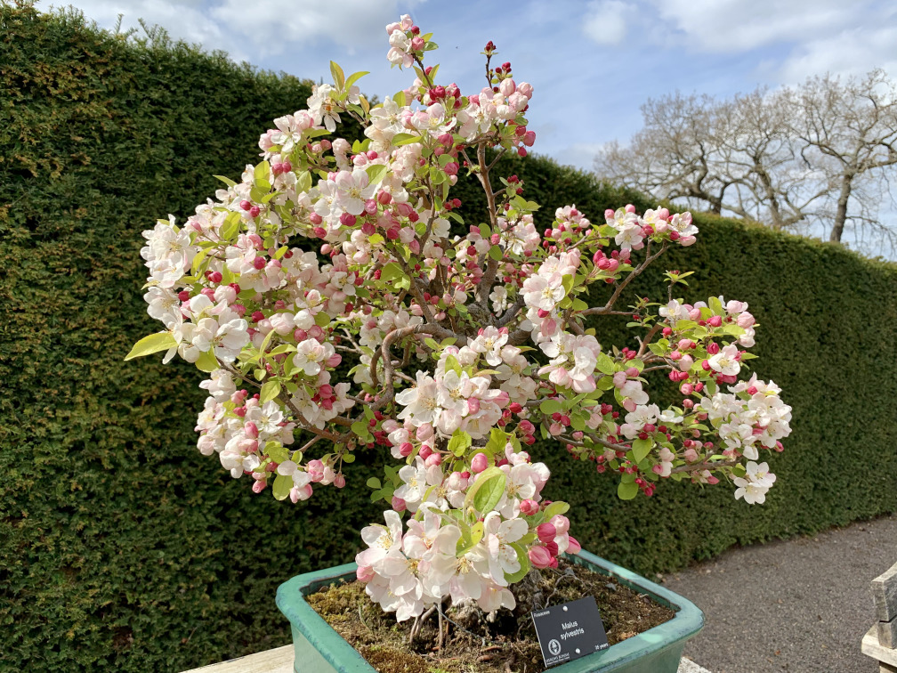 A bonsai crab apple tree covered in blossom