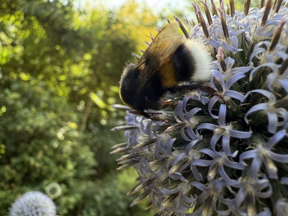 A good bee