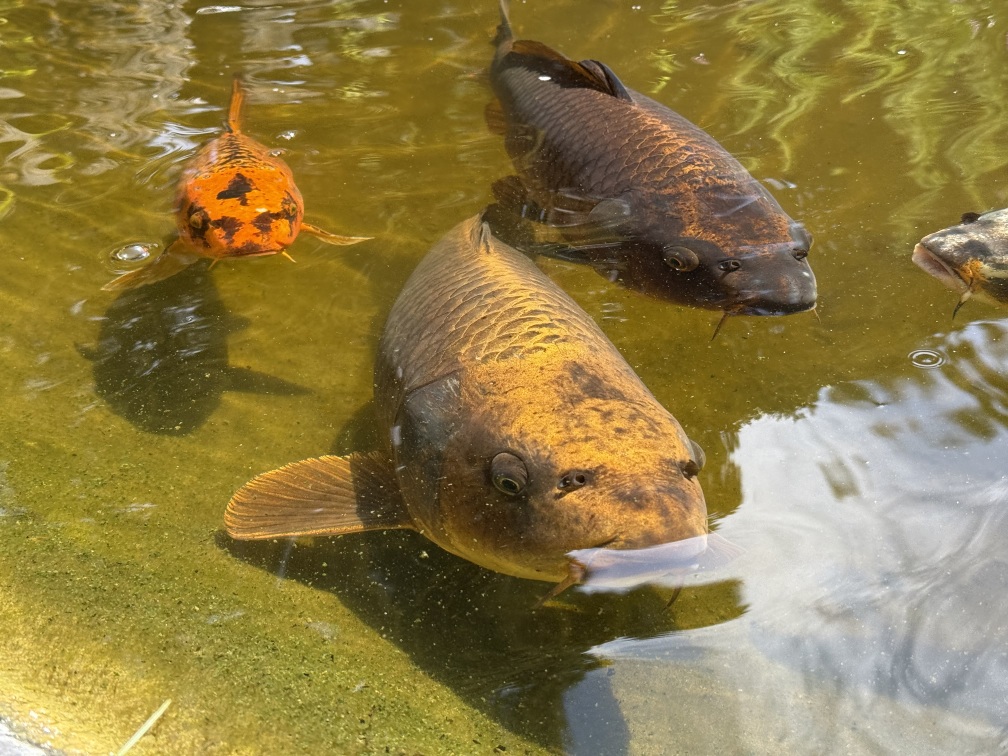 Some good fish