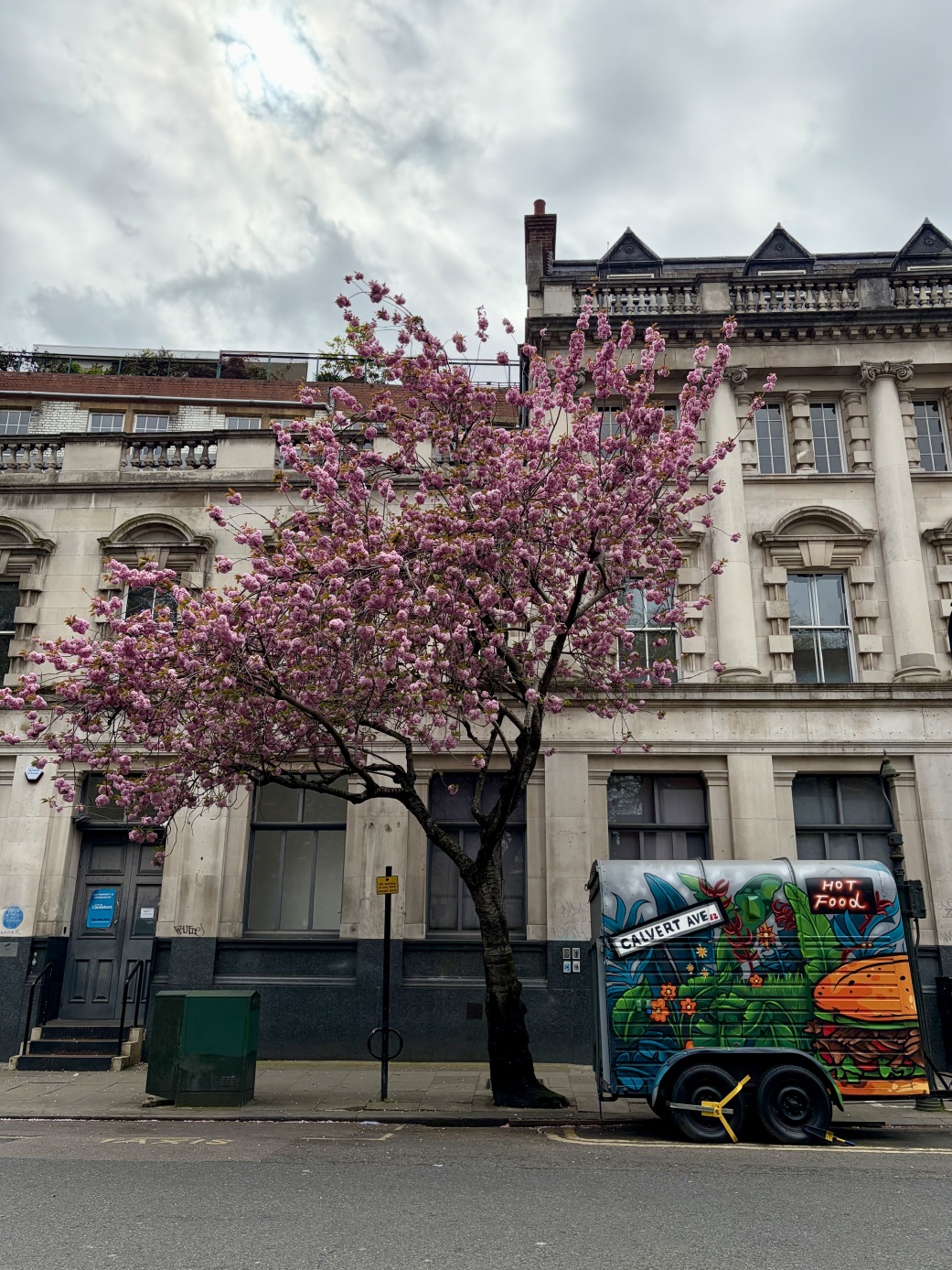 A blossoming tree on Calvert Avenue